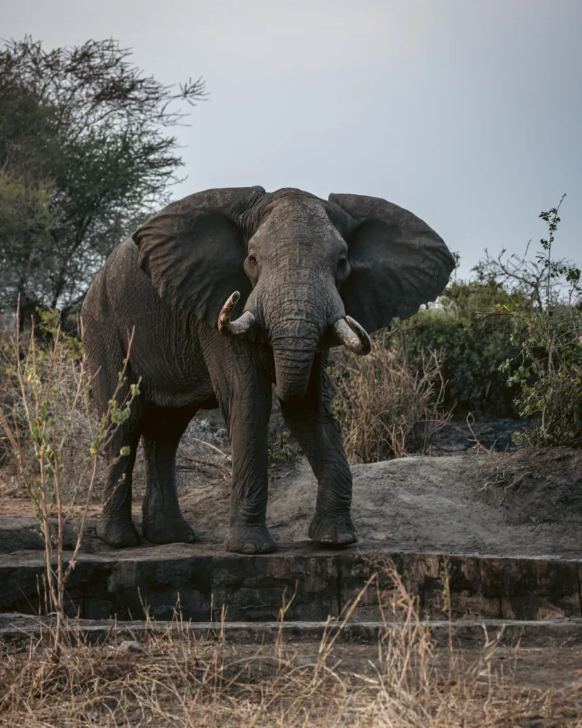 Elefante de pie sobre una roca con árboles al fondo